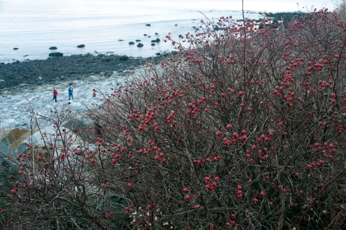 Detailed view of rose hips by the ocean, highlighting their rich color and texture, with the vast ocean in the backdrop.