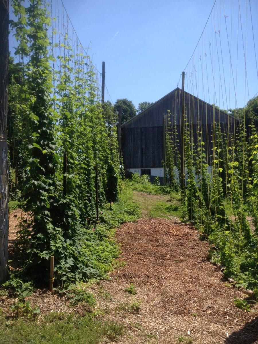 Hops vines adjacent to a rustic barn