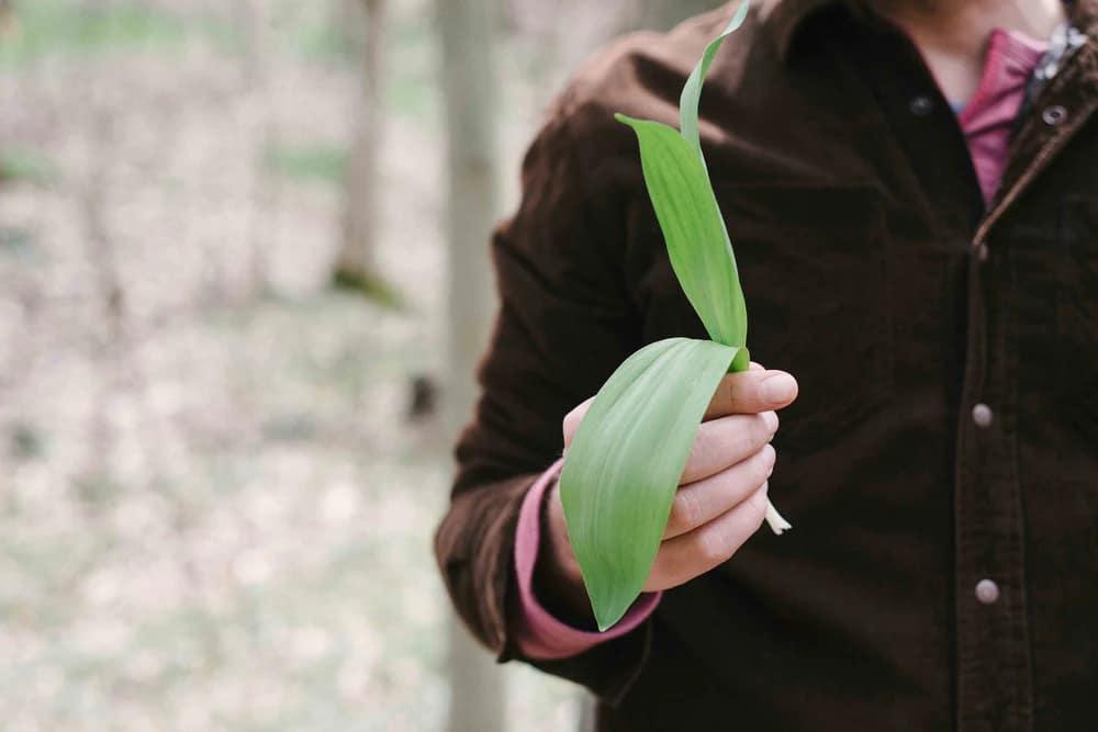 Close-up of a hand holding a freshly harvested ramp.