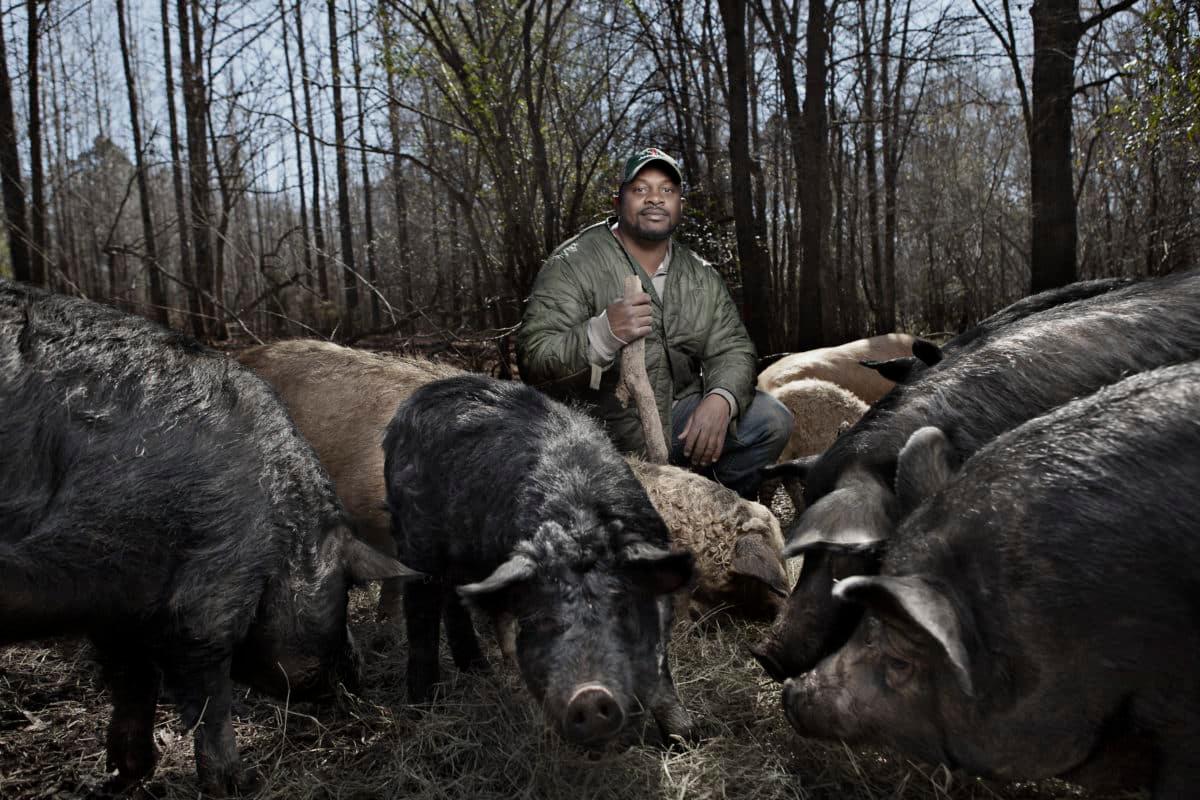 Man in green jacket connecting with pigs in an outdoor setting.