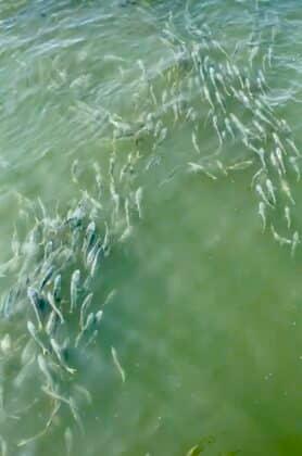 School of small saltwater fish in shallow water