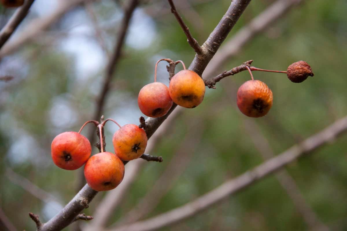 Crab apples
