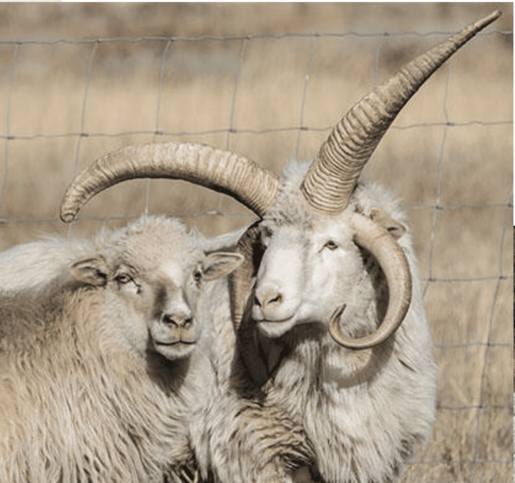 Navajo Churro Sheep