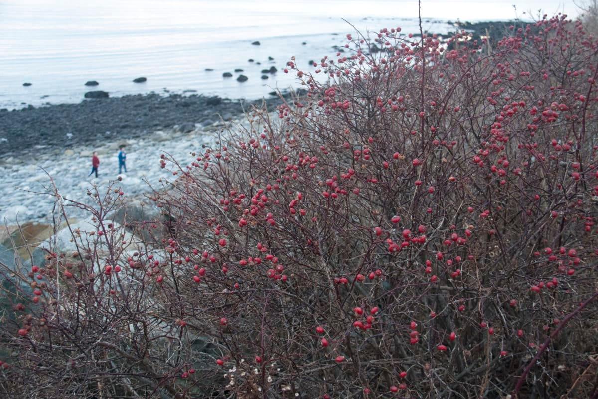 Beach-side Rose Hips.