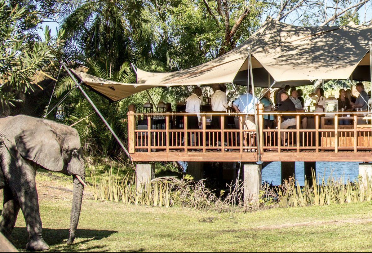 Elephant nearing the deck of The Elephant Café.