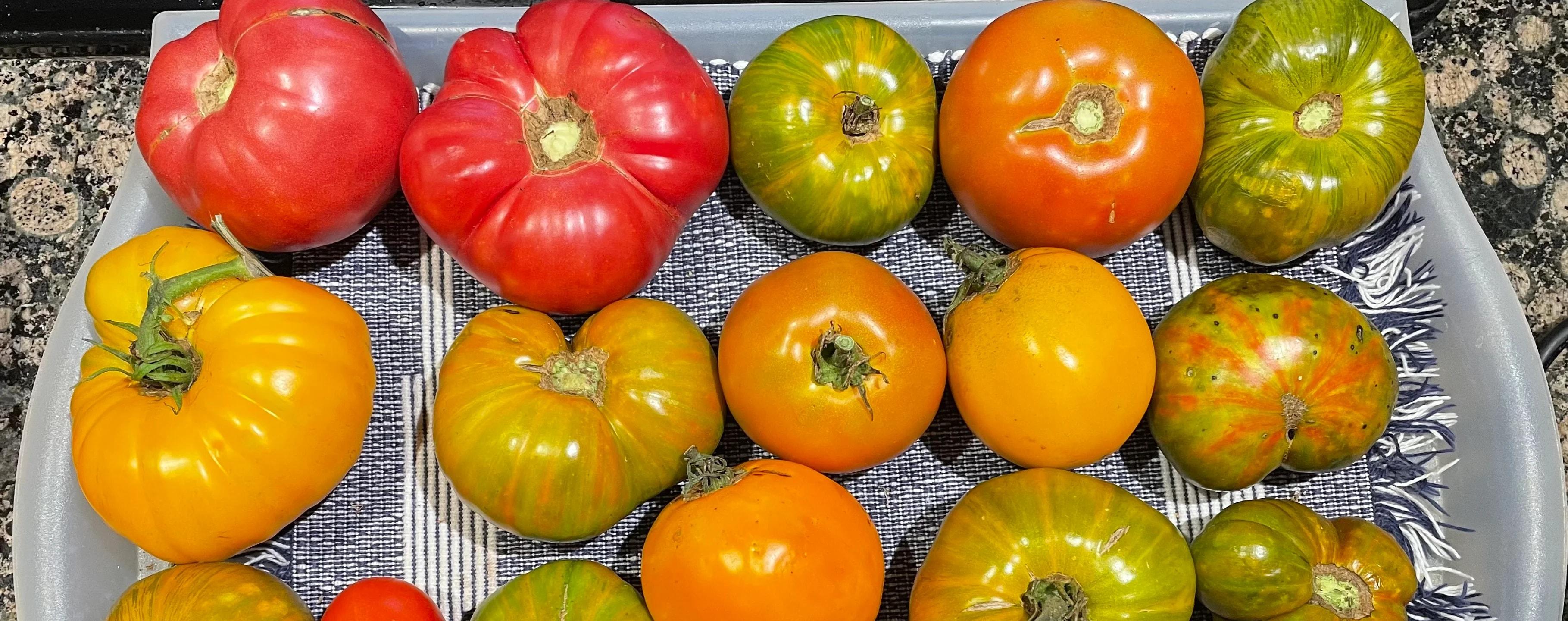 Colorful heirloom tomatoes on a tray