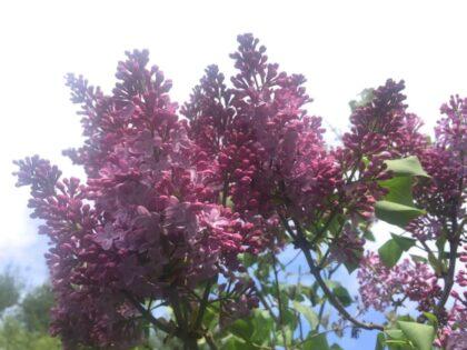 Detailed view of blooming lilac blossoms under a clear sky.